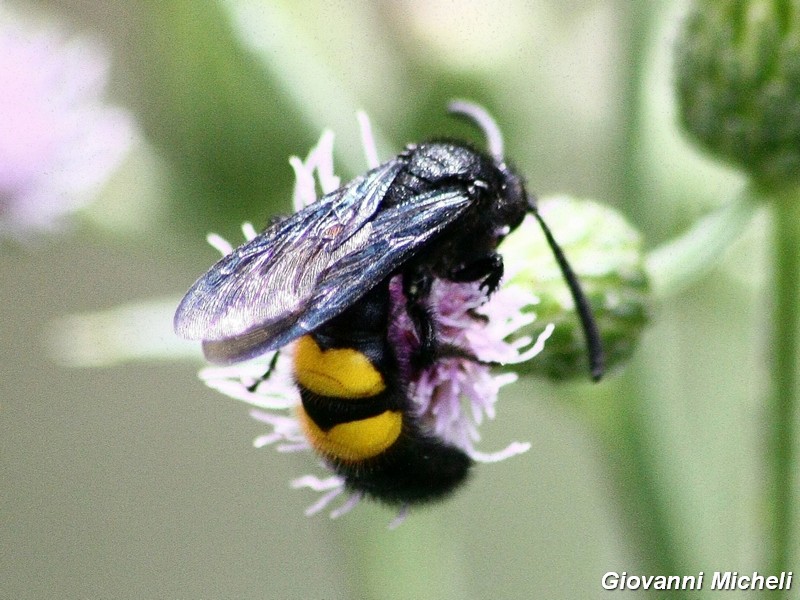 Hymenoptera del Parco del Ticino